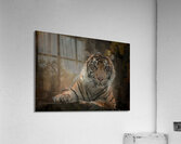 Siberian Tiger Portrait  Acrylic Print