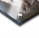 Just Getting Comfy Acrylic print