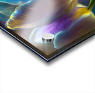 Golden Lit Tulips Acrylic print