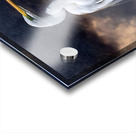 Egret Standing Tall Acrylic print