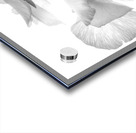 Spring Pansies in Black and White Acrylic print