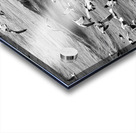 Morning Gulls Acrylic print