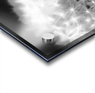 Dandelion Fluff Acrylic print