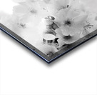 Delicate Cherry Blossoms Acrylic print