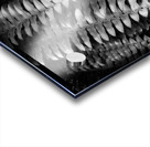 Fern Fronds Acrylic print