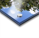 Florida Bald Cypress Trees Acrylic print