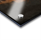 Basset Hound Portrait Acrylic print