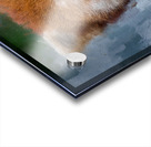 Red Panda Portrait Acrylic print