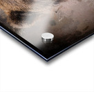 North American Brown Bear Acrylic print