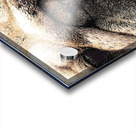 Fig The Miniature French Bulldog Acrylic print