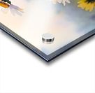 Barberton Daisies Watercolor Acrylic print