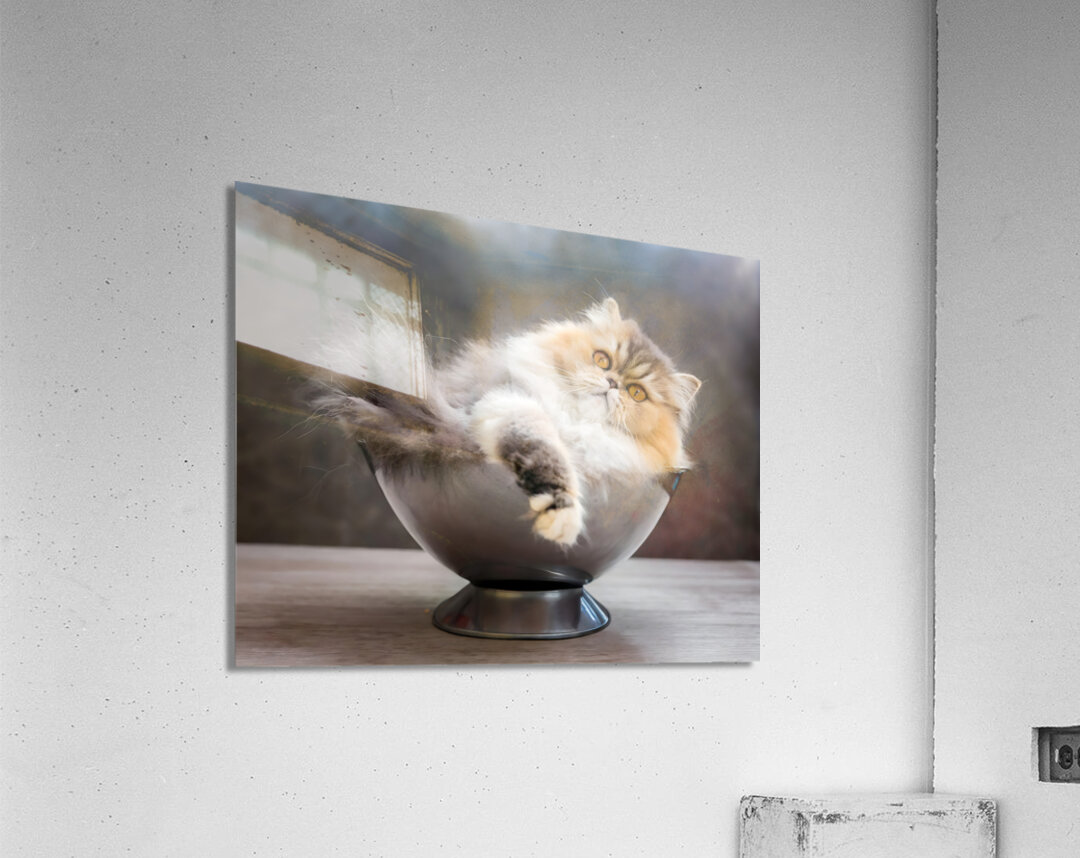 Just Getting Comfy Acrylic Print