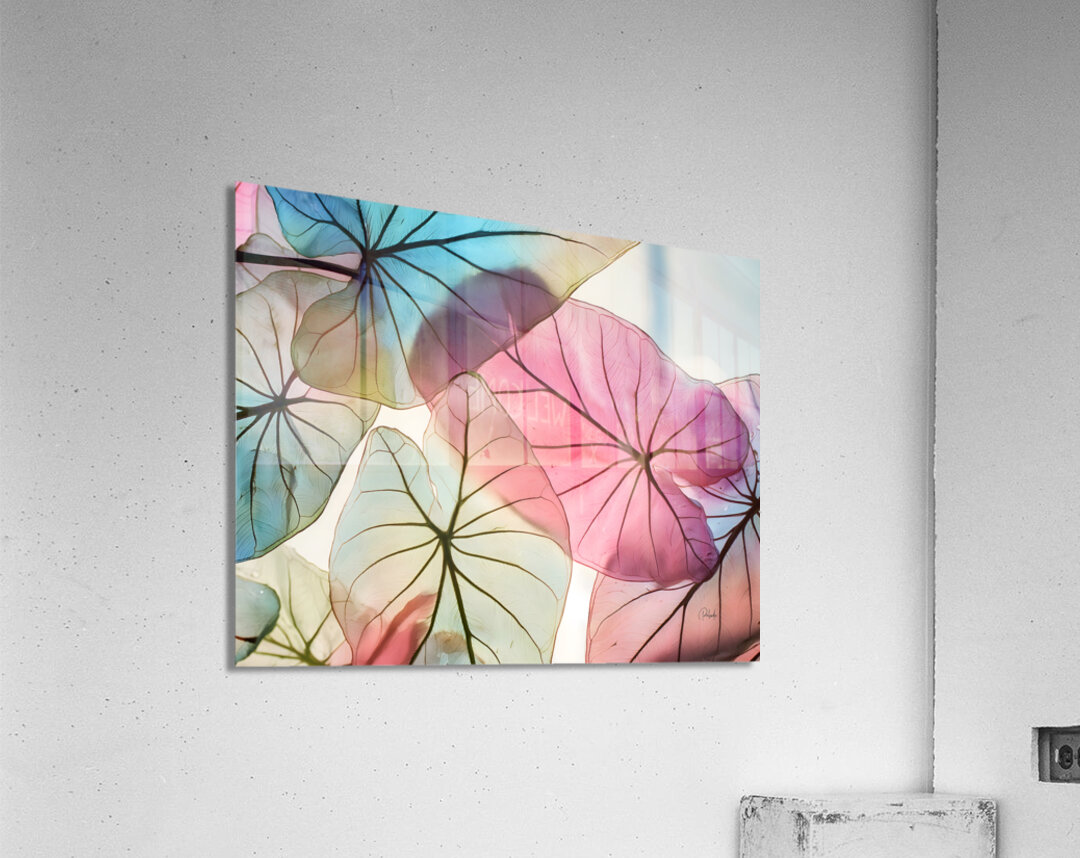 Caladium Colors II Acrylic Print