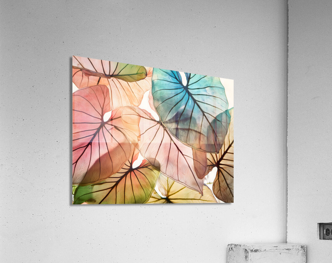 Caladium Colors I Acrylic Print