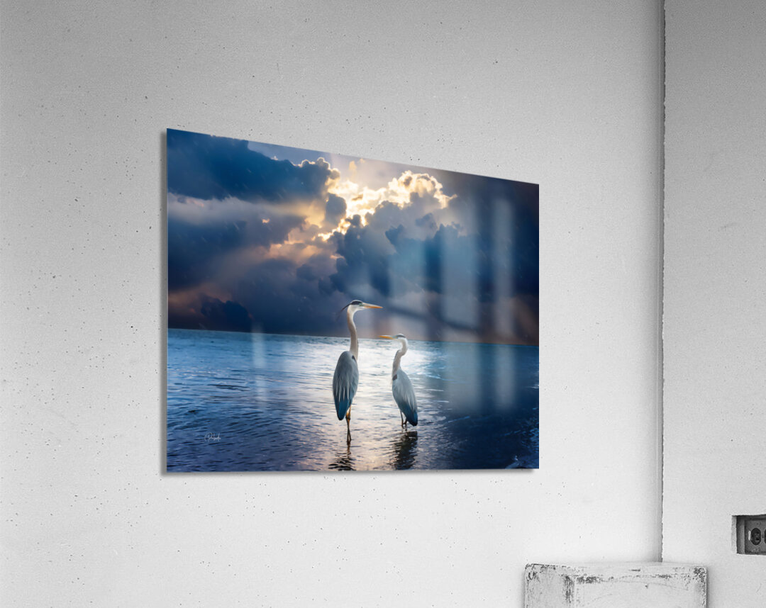 Blue Herons at Dawn Acrylic Print