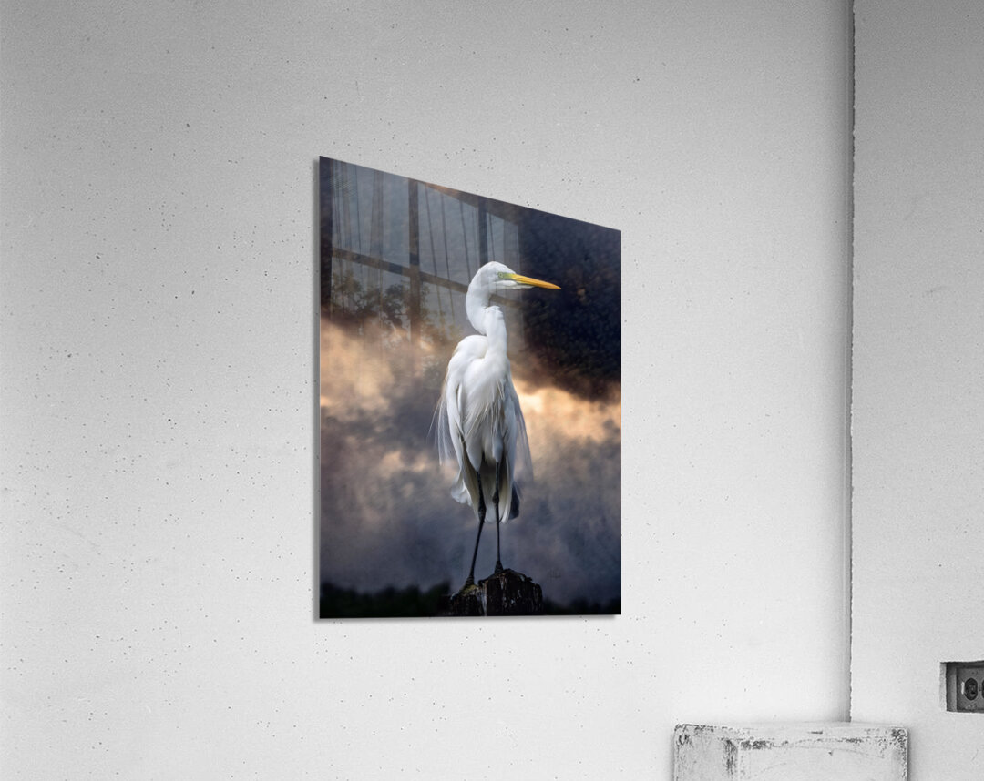 Egret Standing Tall Acrylic Print
