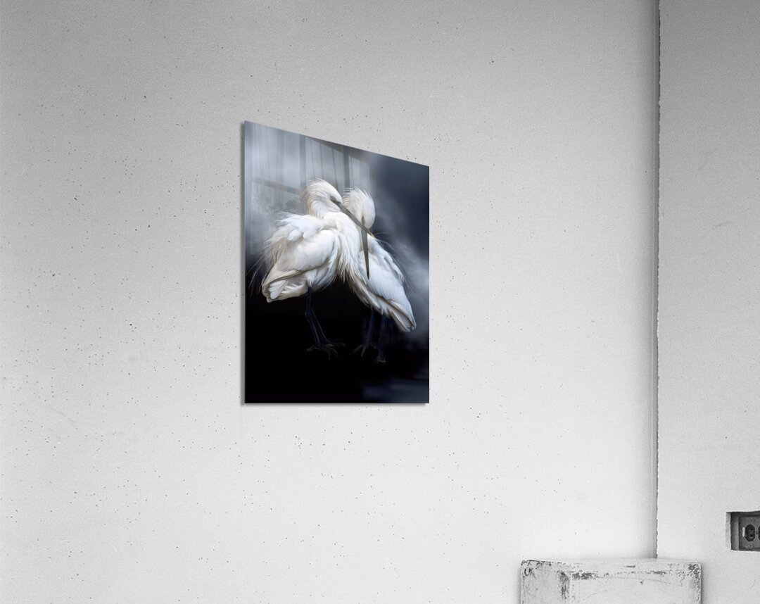 Sleepy Young Egrets Acrylic Print