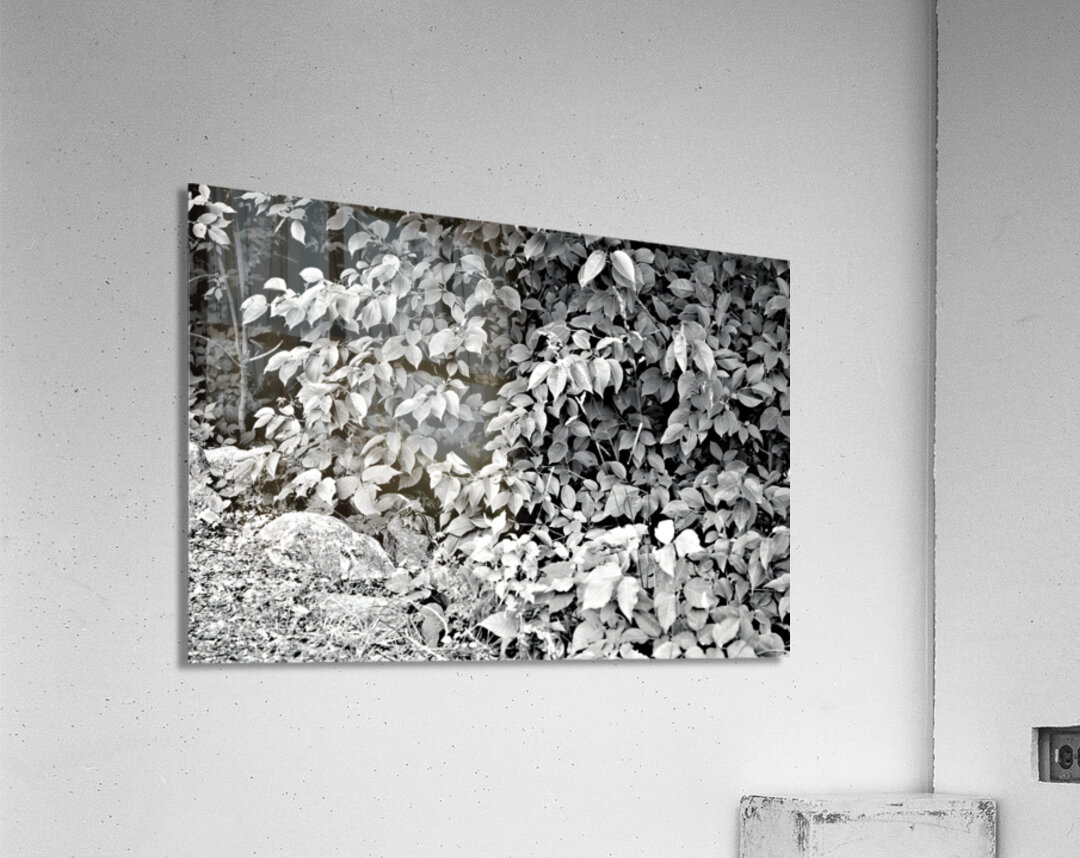 Find The Chippie Acrylic Print