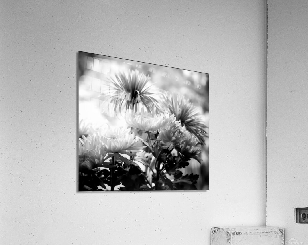 Mums and More in Black and White Acrylic Print