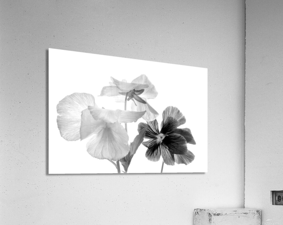 Spring Pansies in Black and White Acrylic Print