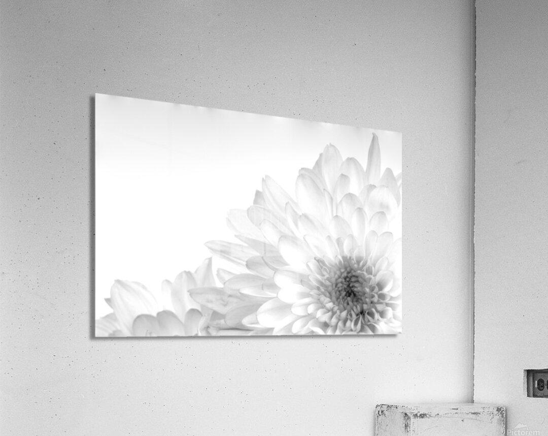 Chrysanthemum in Black & White Acrylic Print