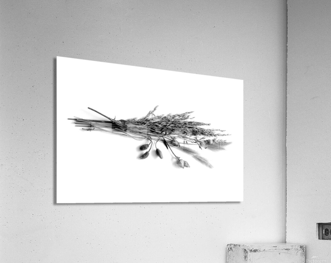 Dried Grasses and Flower Pods Acrylic Print