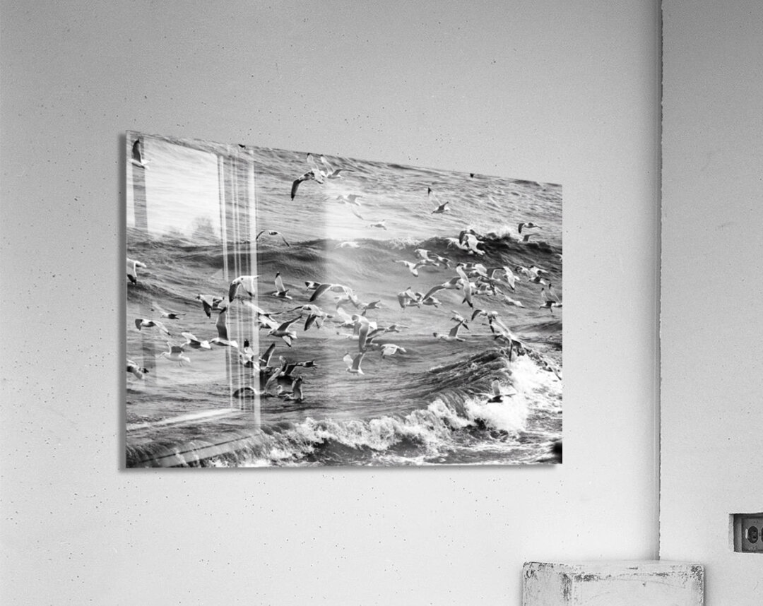 Morning Gulls Acrylic Print