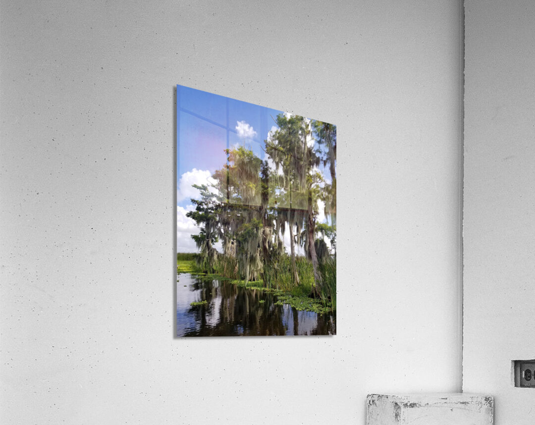 Florida Bald Cypress Trees Acrylic Print