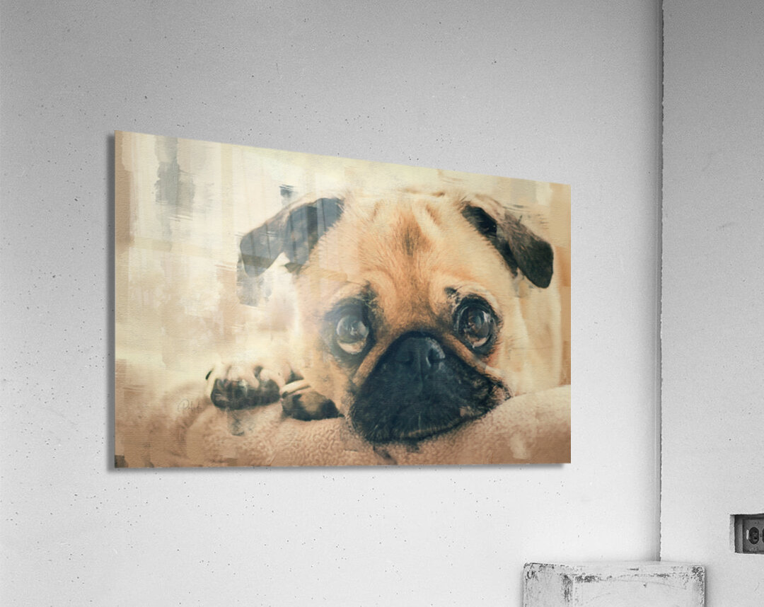 Pug Puppy Portrait Acrylic Print
