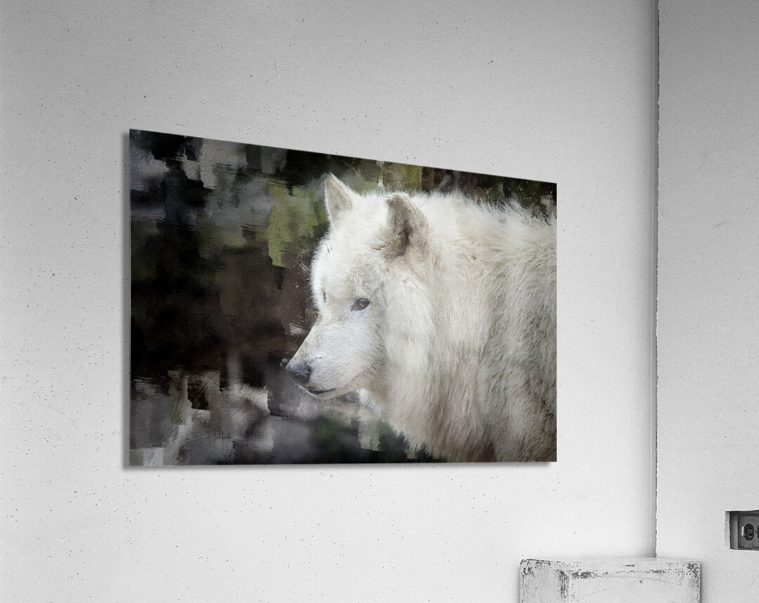 The White Wolf Acrylic Print