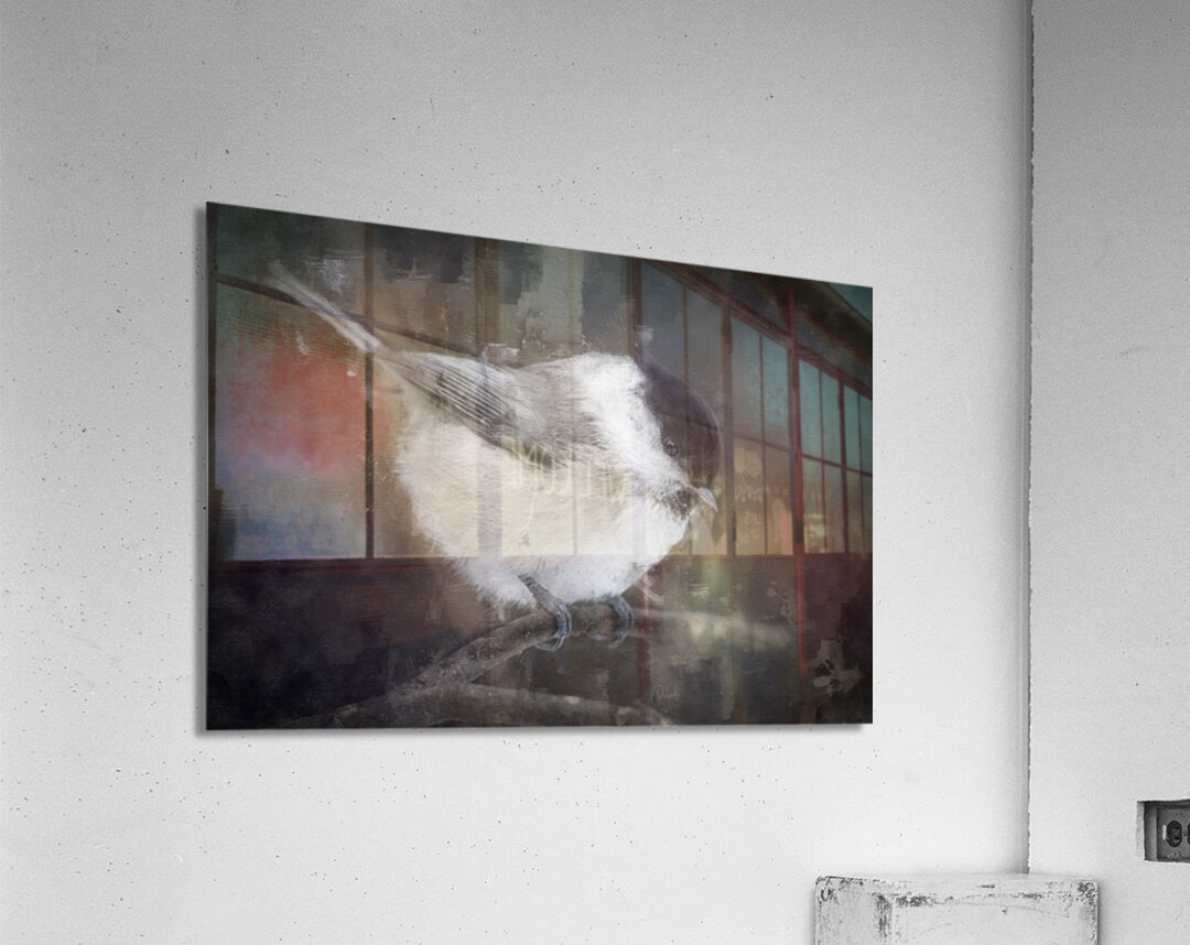 Willow Tit Bird Acrylic Print