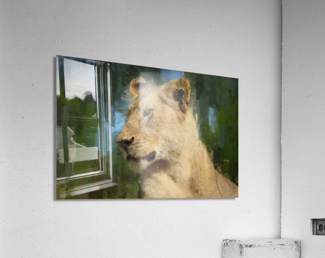 The Kings Mate and Lioness Portrait Acrylic Print