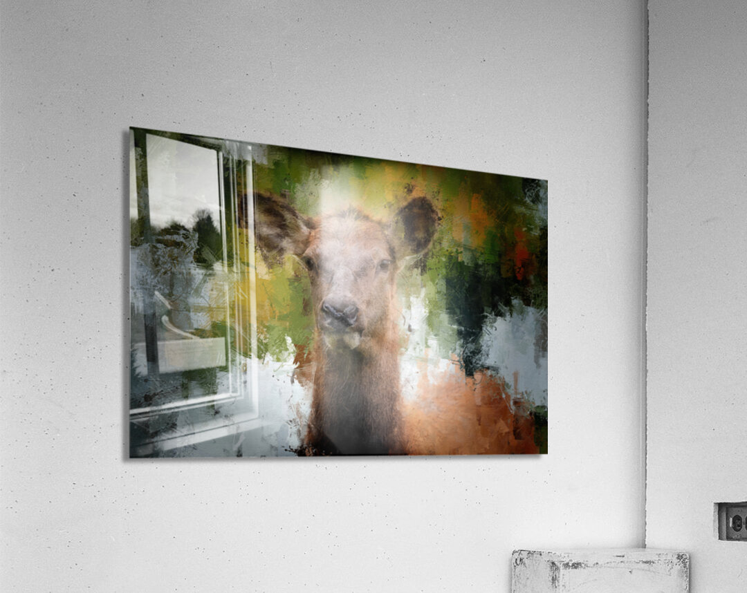 Soft Eyed Doe Acrylic Print