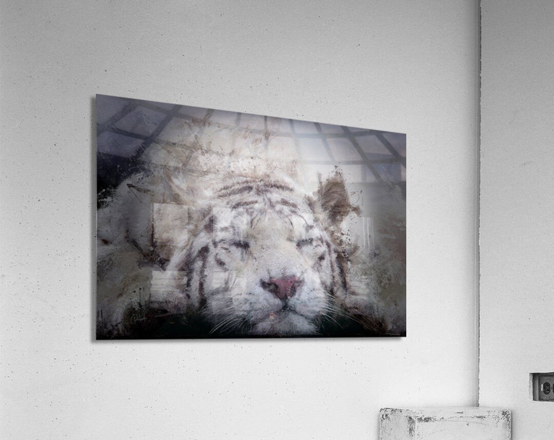 Sleepy White Tiger Acrylic Print