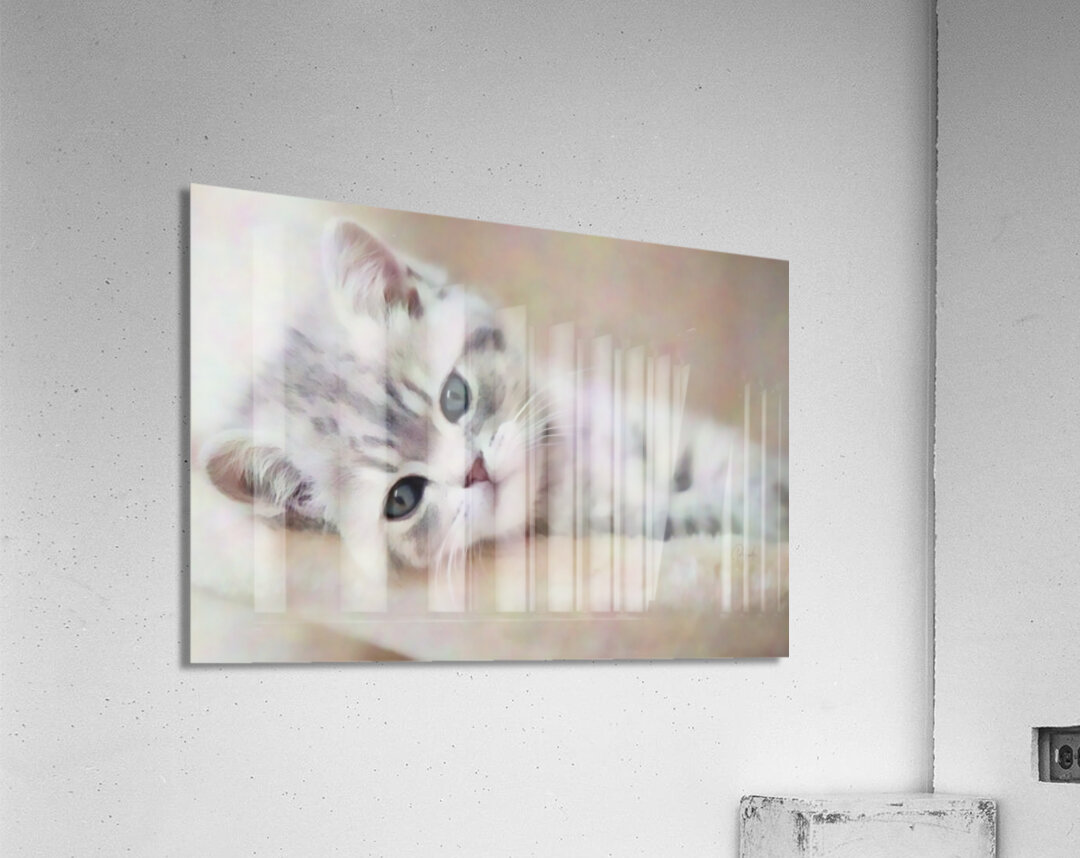 Kitty Cat Snuggling In Acrylic Print