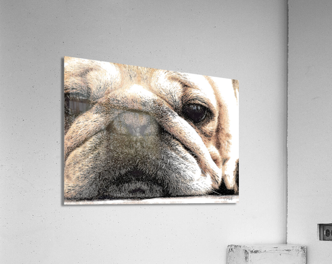 Fig The Miniature French Bulldog Acrylic Print