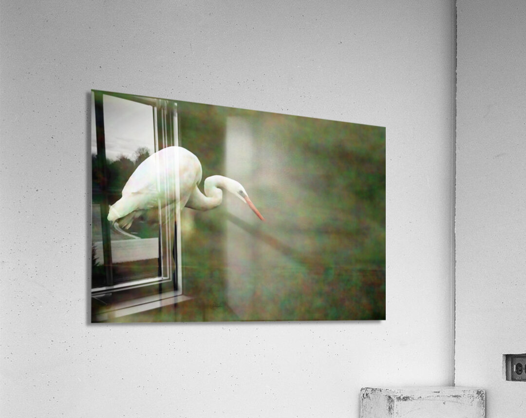 Egret Acrylic Print