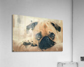 Pug Puppy Portrait  Acrylic Print