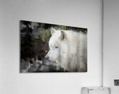 The White Wolf  Impression acrylique