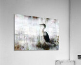Great Blue Heron In The Shallows  Acrylic Print
