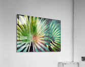 Tropical Palms III  Acrylic Print