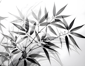 Black and White Bamboo