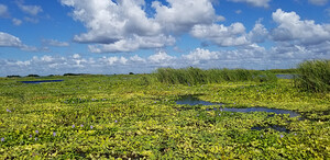 Blue Cypress Lake II