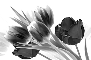 Breezy Blooming Tulips