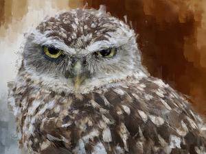 Burrowing Owl Portrait