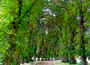 Canopy of Trees Trail