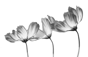 Delicate Cosmos in Black and White