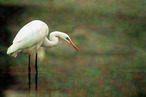 Egret