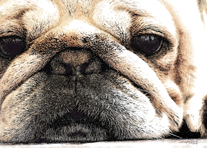 Fig The Miniature French Bulldog