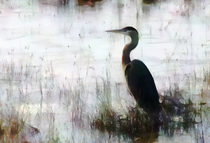 Great Blue Heron In The Shallows